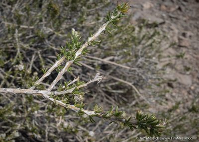 Tetradymia glabrata, photographed by Tim Messick