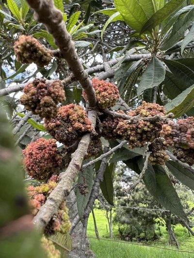 Myrica pubescens, photographed by Nicolás Baresch Uribe