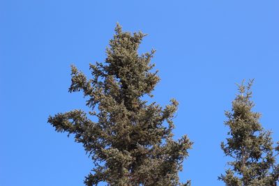 Picea glauca, photographed by Suzanne Carriere