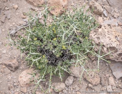Menodora spinescens, photographed by Tim Messick