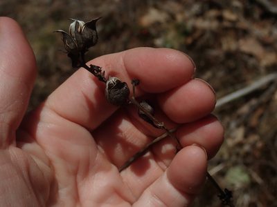 Aureolaria flava, photographed by Lynn Harper