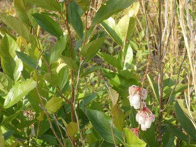 Lyonia mariana, photographed by Morgan Freese