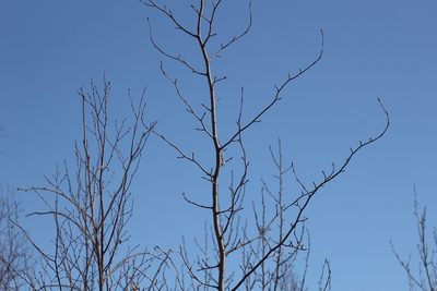 Populus balsamifera, photographed by Suzanne Carriere