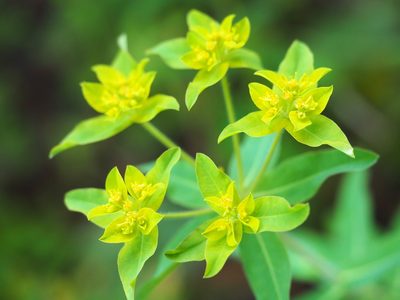 Euphorbia oblongata, photographed by Peter Abrahamsen