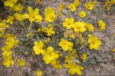 Mentzelia nitens, photographed by Tim Messick