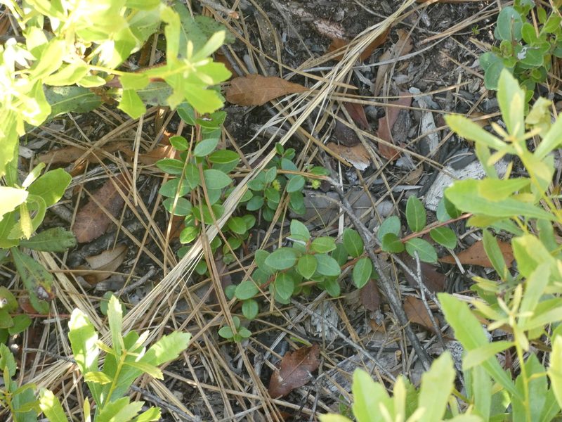 Vaccinium crassifolium, photographed by Morgan Freese