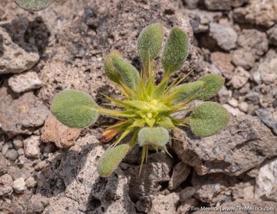 Chorizanthe rigida, photographed by Tim Messick