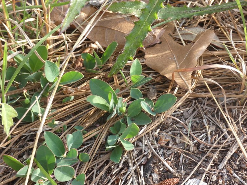 Euphorbia ipecacuanhae, photographed by Morgan Freese