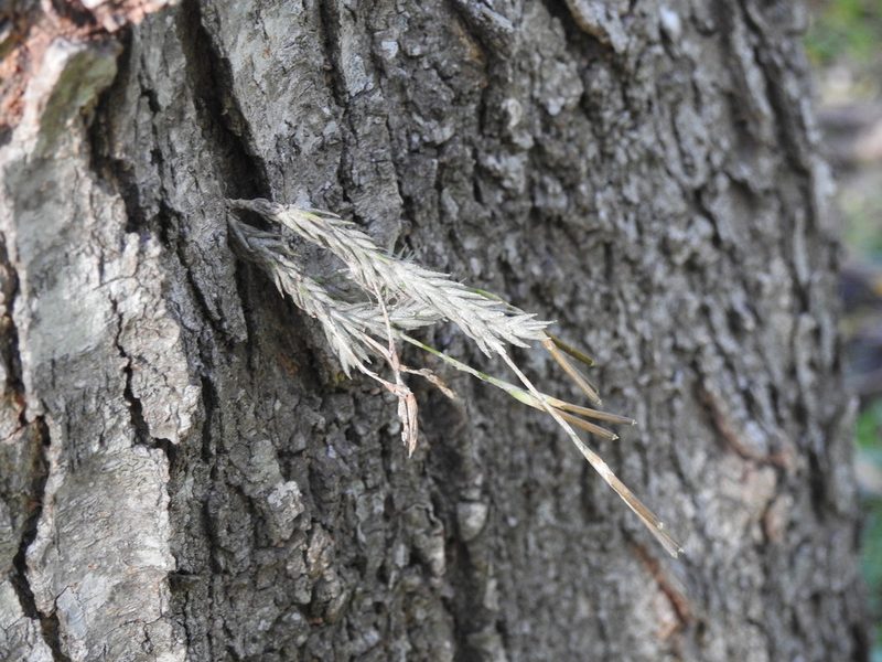 Tillandsia tricholepis, photographed by Eduardo Luis Beltrocco