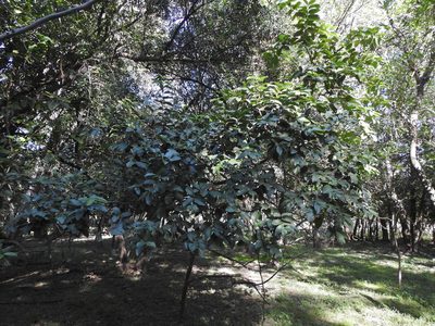 Psidium guajava, photographed by Eduardo Luis Beltrocco