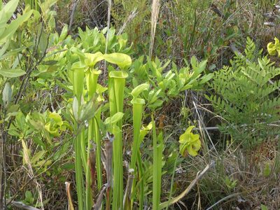 Sarracenia flava, photographed by Morgan Freese