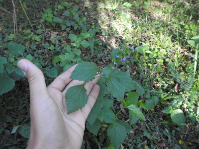 Cantinoa mutabilis, photographed by Eduardo Luis Beltrocco