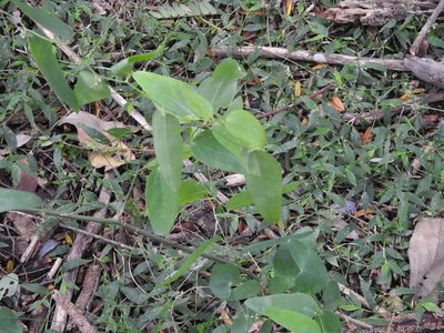 Smilax campestris, photographed by Eduardo Luis Beltrocco