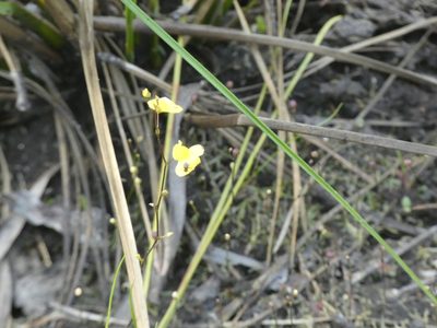 Utricularia subulata, photographed by Morgan Freese