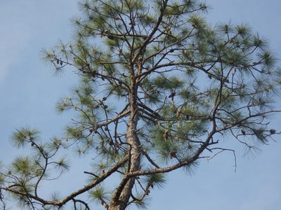 Pinus serotina, photographed by Morgan Freese