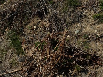 Aralia hispida, photographed by Lynn Harper