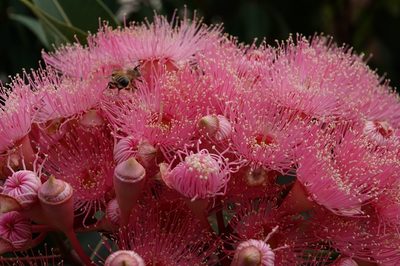 Corymbia ficifolia, photographed by John Cull