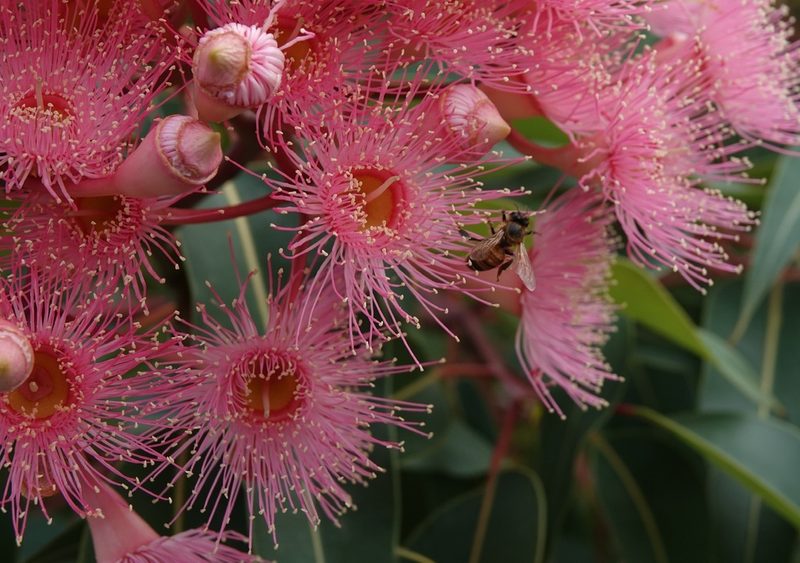 Corymbia ficifolia, photographed by John Cull