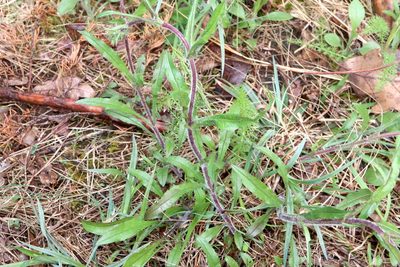 Penstemon hirsutus, photographed by Jeff Clark