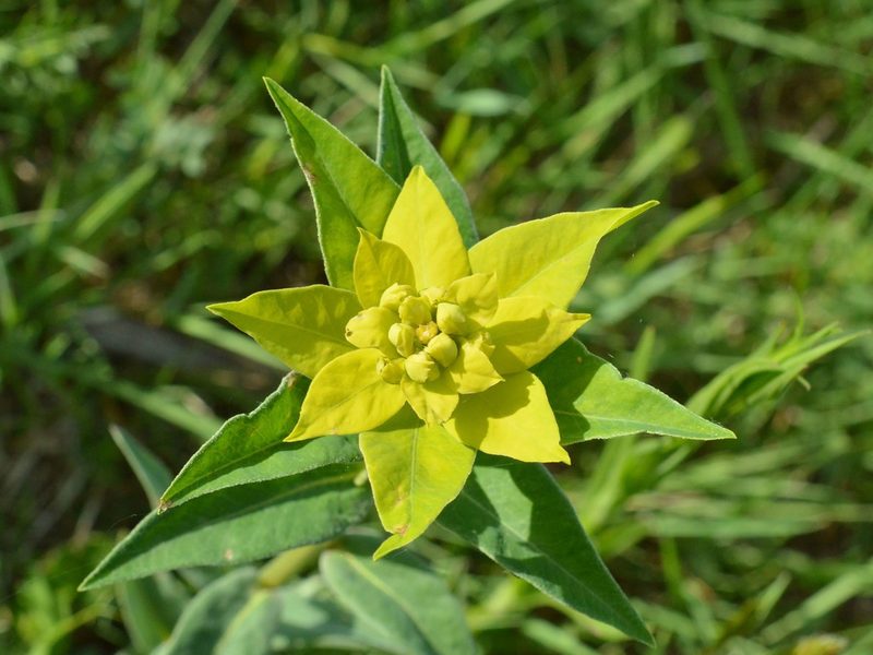 Euphorbia salicifolia, photographed by Dimitǎr Boevski