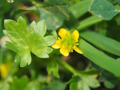 Ranunculus muricatus, photographed by Peter Abrahamsen