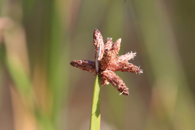 Schoenoplectus americanus, photographed by Millie Basden