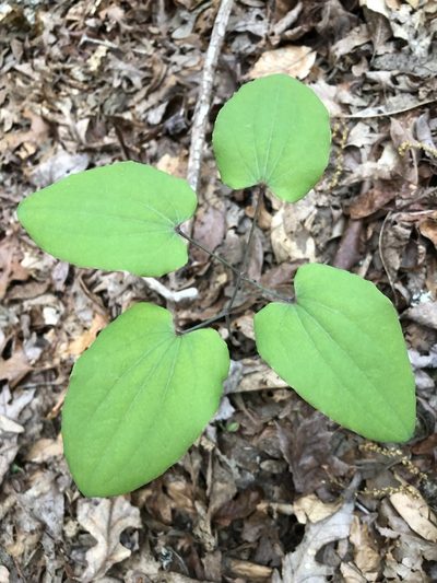 Smilax biltmoreana, photographed by Scott Morris