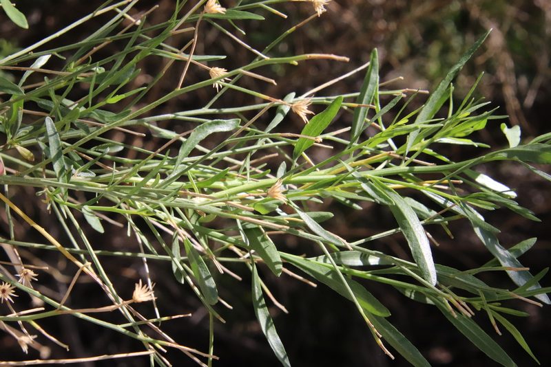 Baccharis sergiloides, photographed by Millie Basden