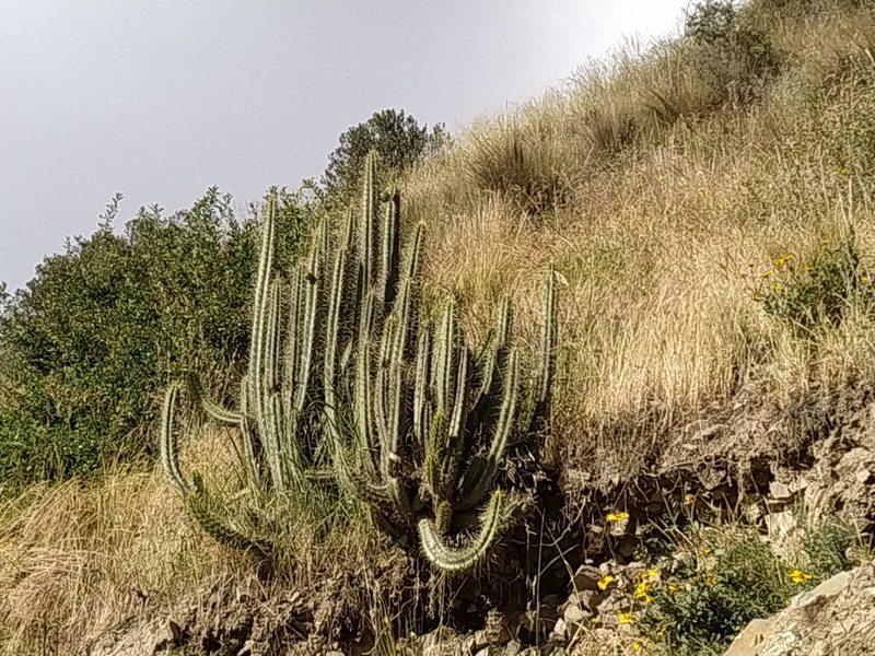 Corryocactus melanotrichus, photographed by Mariela Nicole Crespo Carrazana