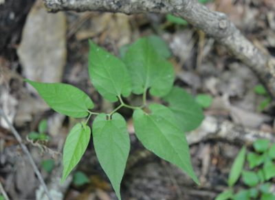 Aristolochia serpentaria, photographed by Amber M. King