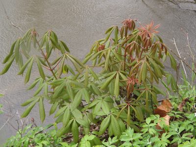 Aesculus glabra, photographed by Lexi Destria