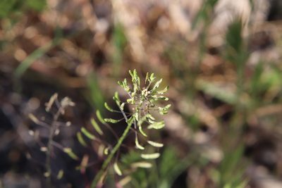 Descurainia pinnata, photographed by Millie Basden