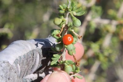 Lycium andersonii, photographed by Millie Basden