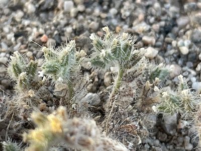 Johnstonella angustifolia, photographed by Bobby McCabe