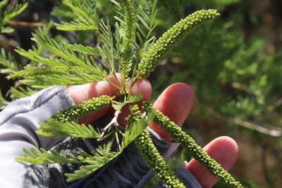 Neltuma odorata, photographed by Millie Basden