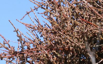 Phoradendron californicum, photographed by Millie Basden