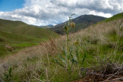 Fritillaria agrestis, photographed by Chris Winchell