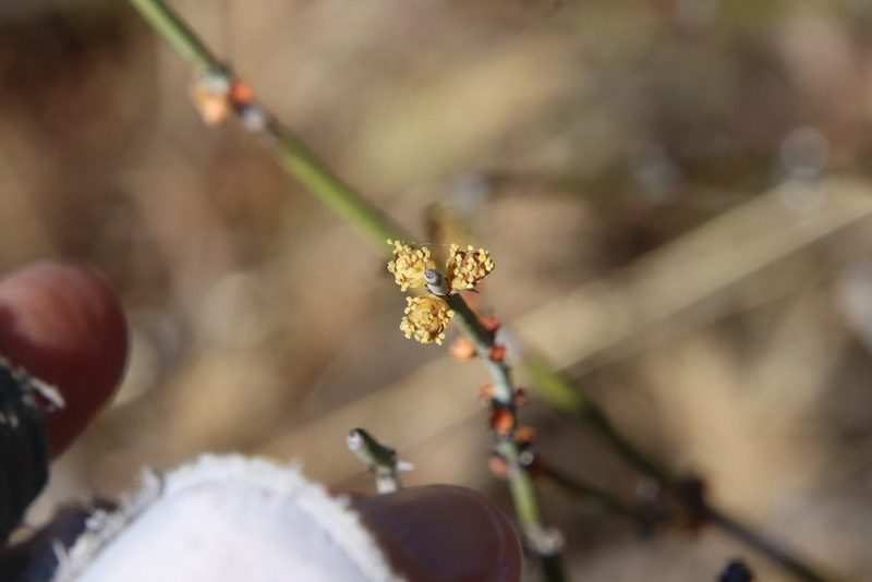 Ephedra californica, photographed by Millie Basden