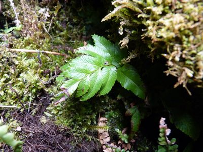 Asplenium sphenoides, photographed by Patricio Novoa