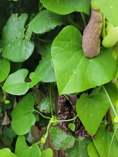 Aristolochia gigantea, photographed by johnyochum