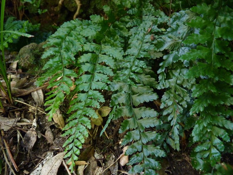 Asplenium stellatum, photographed by Patricio Novoa