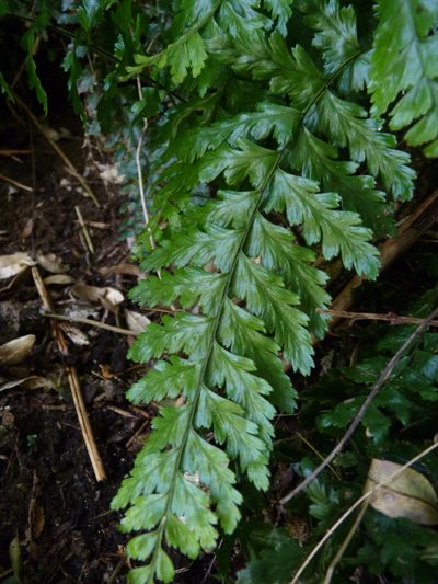 Asplenium stellatum, photographed by Patricio Novoa