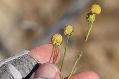 Oncosiphon pilulifer, photographed by Millie Basden
