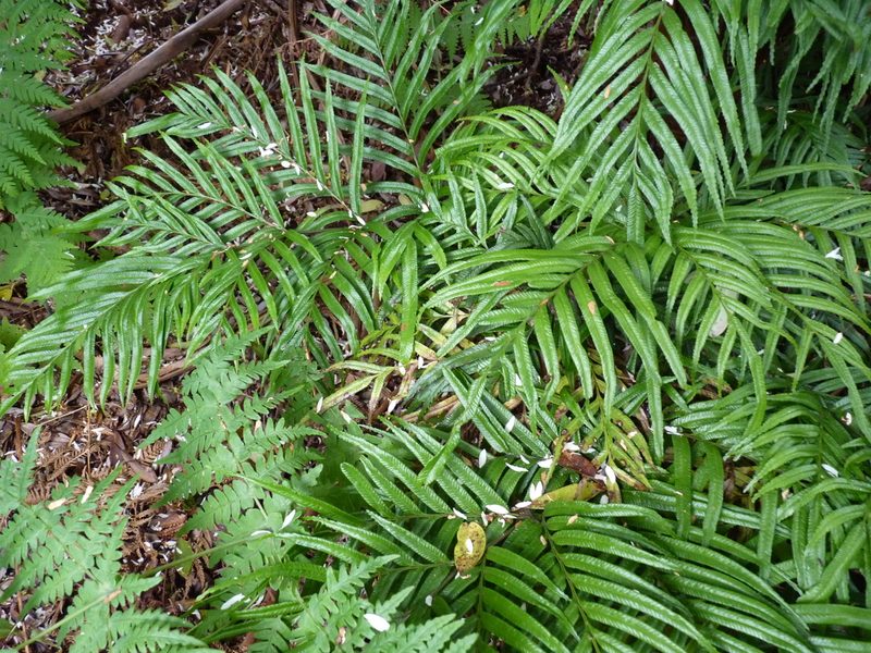 Lomaridium schottii, photographed by Patricio Novoa