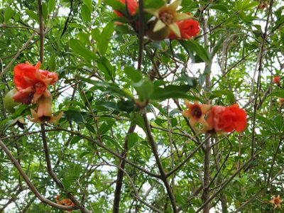 Punica granatum, photographed by johnyochum