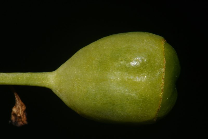 Nemastylis geminiflora, photographed by Brian Finzel