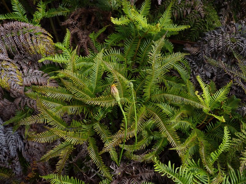 Sticherus lepidotus, photographed by Patricio Novoa