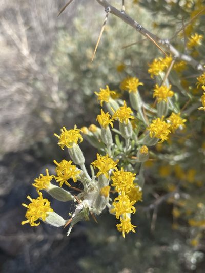 Tetradymia axillaris, photographed by Matt Berger