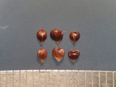 Schoenoplectiella smithii, photographed by Étienne Léveillé-Bourret