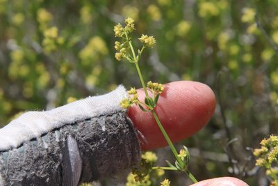 Galium angustifolium, photographed by Millie Basden